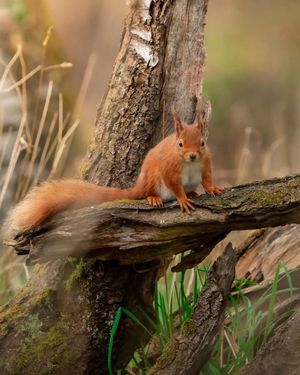 Image post by @visitscotland on Instagram
