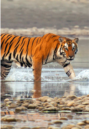 Video post by @bbcearth on TikTok