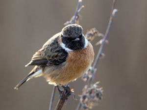 Image post by @rspb on Instagram