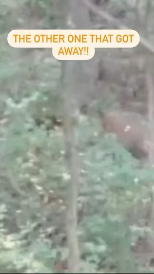 Video post by @thehuntingchallenge on Instagram