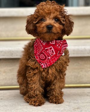 Image post by @alfie.toy.poodle on Instagram