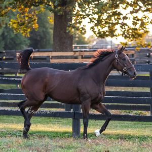 Image post by @thoroughbred_daily_news on Instagram