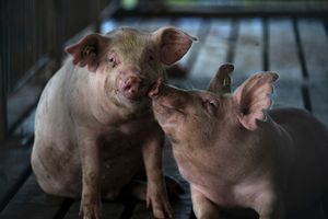 Image post by @txextension on Instagram