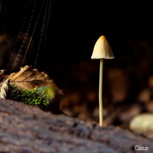 Image post by @cristan.nature.photography on Instagram