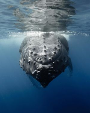 Image post by @sealegacy on Instagram