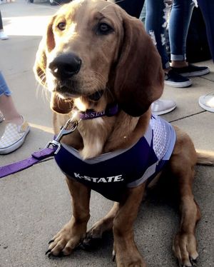Image post by @kansasstateuniversity on Instagram