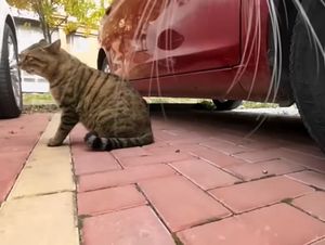 Video post by @NCAABuzzerBters on Twitter