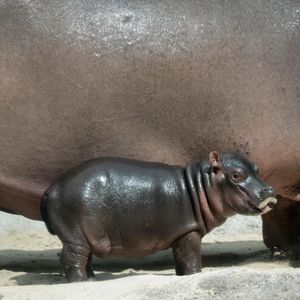 Image post by @sandiegozoo on Instagram