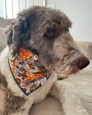Image post by @floofy.coopy.doodle on Instagram