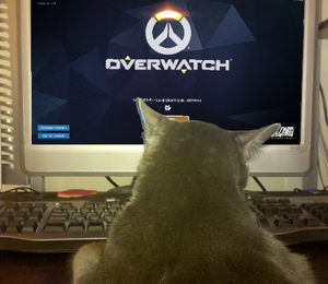 Image post by @BostonUprising on Twitter