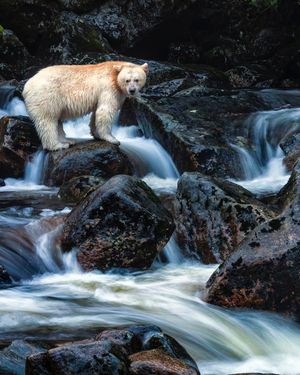 Image post by @paulnicklen on Instagram