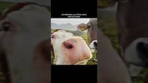 Video post by @beachpleasefestival on YouTube