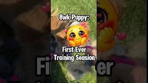 Video post by @dogsthat on YouTube