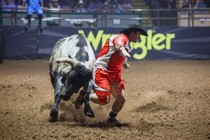 Image post by @ultimatebullfighters on Instagram