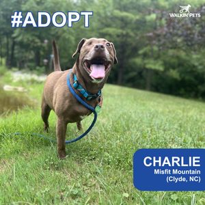 Image post by @walkinpets on Instagram