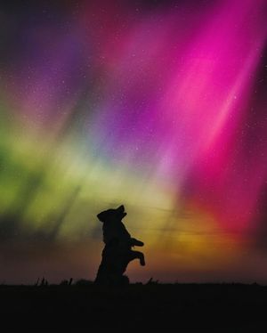 Image post by @pupfluence on Instagram