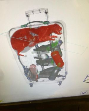 Image post by @tsa on Instagram