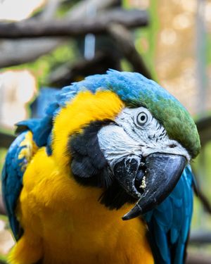 Image post by @thetorontozoo on Instagram