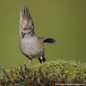 Image post by @rspb on Instagram