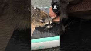 Video post by @accuweather on YouTube