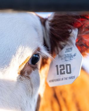 Image post by @nationalwestern on Instagram
