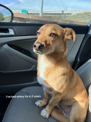 Video post by @petco on TikTok