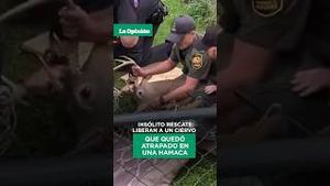 Video post by @laopinionla on YouTube