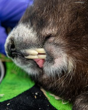 Image post by @thetorontozoo on Instagram