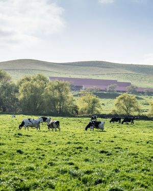 Image post by @strausmilk on Instagram