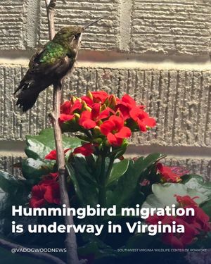 Image post by @vadogwoodnews on Instagram
