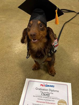 Image post by @petsmart on Instagram