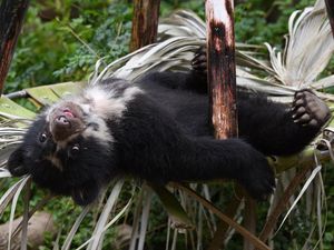 Image post by @sandiegozoo on Instagram
