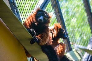 Image post by @bhamzoo on Instagram
