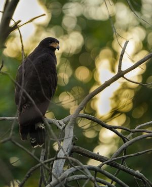 Image post by @hm_birds on Instagram