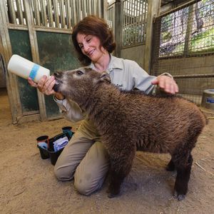 Image post by @sandiegozoo on Instagram