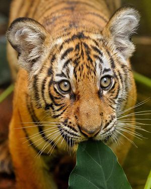 Image post by @sandiegozoo on Instagram