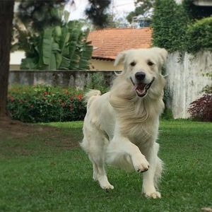 Image post by @mikethewhitegolden on Instagram