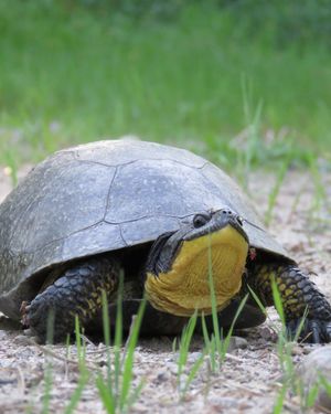 Image post by @thetorontozoo on Instagram