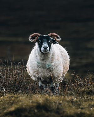 Image post by @danigoinhamm on Instagram