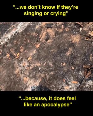 Image post by @greenpeace on Instagram