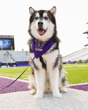 Image post by @DubsUW on Twitter