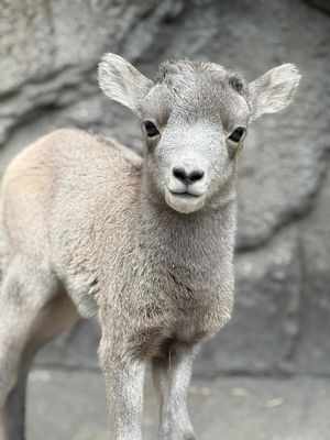Image post by @denverzoo on Instagram