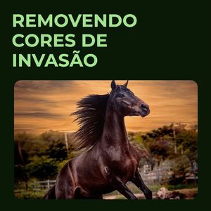 Image post by @jacksoncarvalho on Instagram