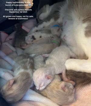 Image post by @brunrik.and.pyrene.ragdolls on Instagram