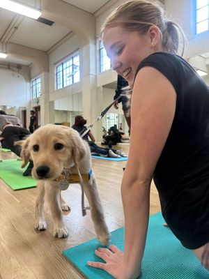 Image post by @canineorg on Instagram