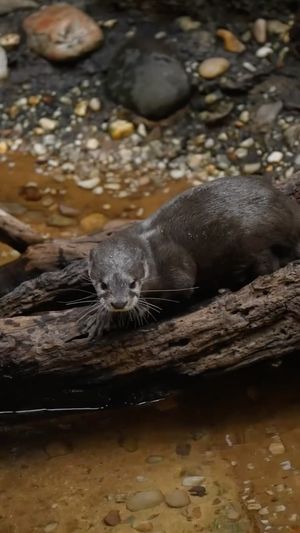 Video post by @bbcearth on Instagram