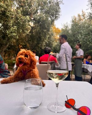 Image post by @alfie.toy.poodle on Instagram