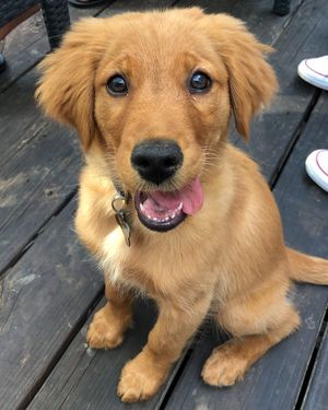 Image post by @pancake.thegolden on Instagram