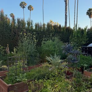 Image post by @carmeninthegarden on Instagram
