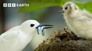 Video post by @bbcearth on YouTube
